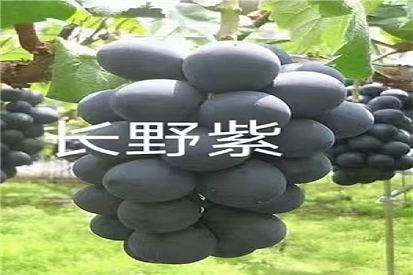 葡萄苗
