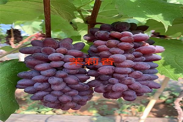 葡萄苗