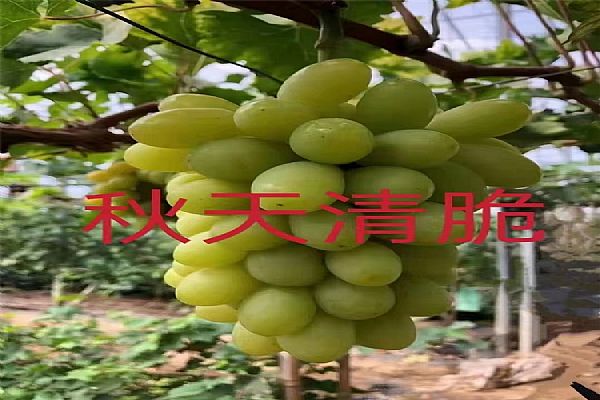 葡萄苗